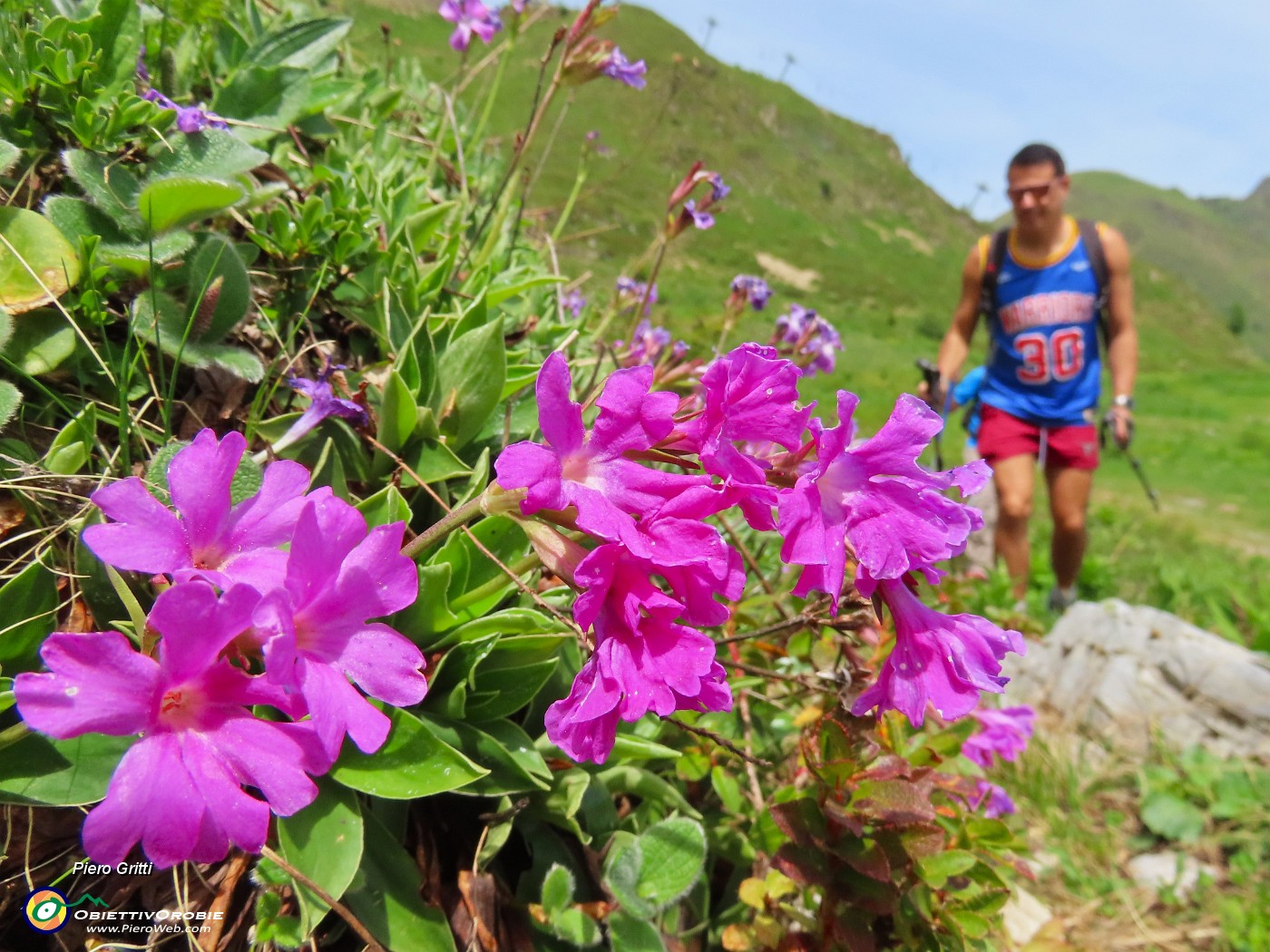 48 Primula hirsuta.JPG